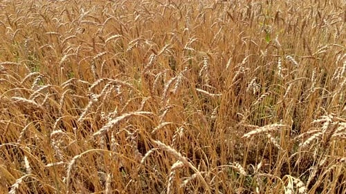 Golden Wheat Field Swaying in the Sun