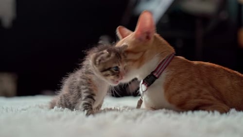 Tabby Cat Grooming Adorable Kitten on Fluffy Blanket