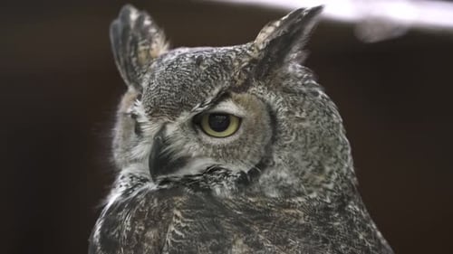 Great Horned Owl Turns to Face Camera