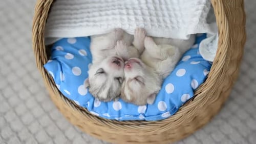 Two Adorable Husky Puppies Sleeping in Basket