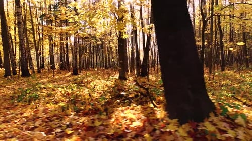 Colorful Autumn Forest Wood
