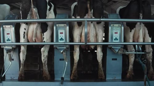 Système de traite automatique des vaches dans le salon de la ferme