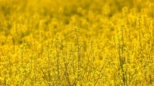 Yellow Plant Leaves In Windy Day