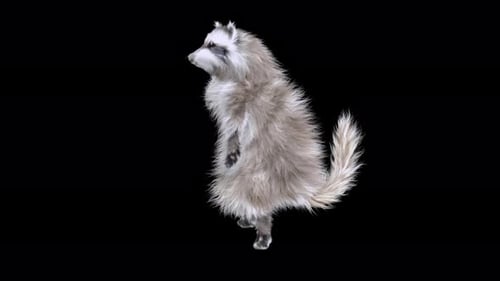 Fluffy Raccoon Character Performs Playful Dance Animation