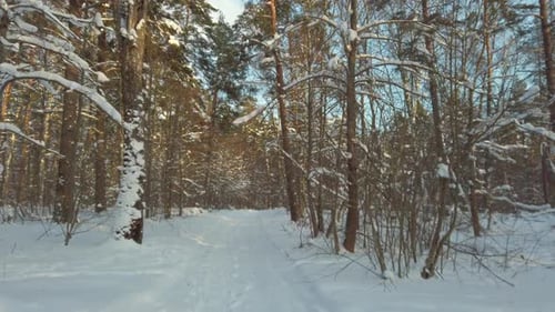 Beautiful Winter Forest at Sunny Day
