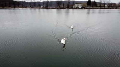 Schwan schwimmt am Lake Evening