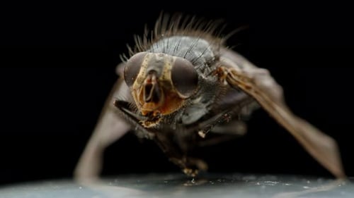 Detailed Macro Shot of Common Housefly
