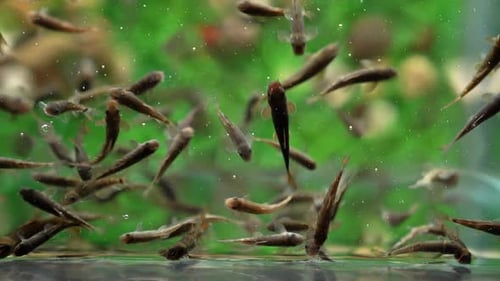 Garra Rufa Fisch 06
