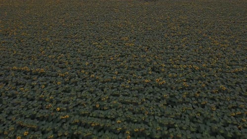 Aerial View of a Vast Sunflower Field