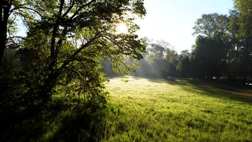 Le soleil brille dans la forêt à travers les arbres et les branches d'arbres près d'une clairière