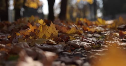 Hintergrund Herbstblätter auf dem Boden