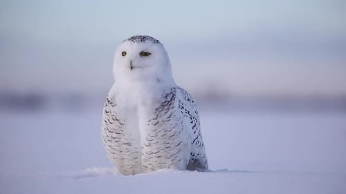 Schneeeule steht im Schnee große Tiefenschärfe