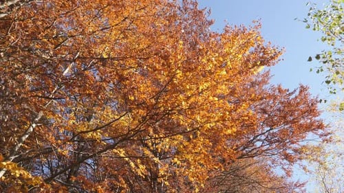 Orange leaves in a tree