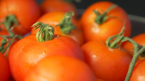 Fresh and Juicy Tomatoes Close Up