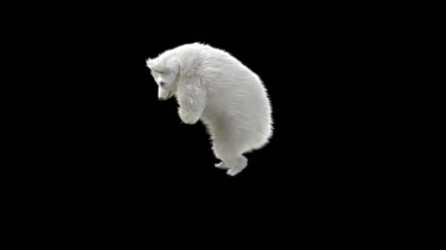 145 White Bear Dancing HD