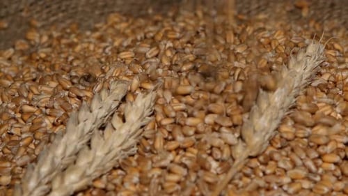 Wheat Grains and Stalks Close Up