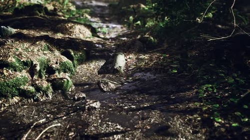 Small Creek Runs Through a Wide Valley Full of Fallen Leaves