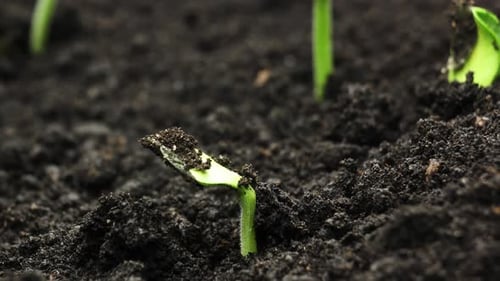 Plant Growing in Timelapse, Sprouts Germination, Green Pumpkin Seeds, Spring and Summer Agriculture