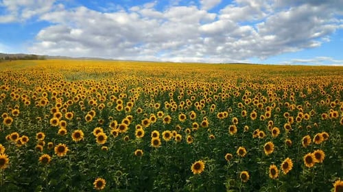 Vast Sunflower Field Under Blue Sky