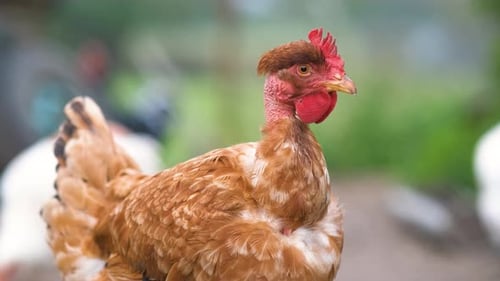 Ginger Chicken with Bare Neck in Rural Area