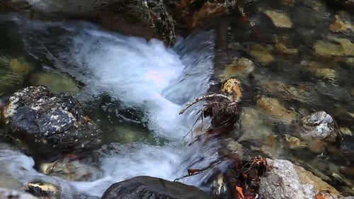 Small Stream in the Forest