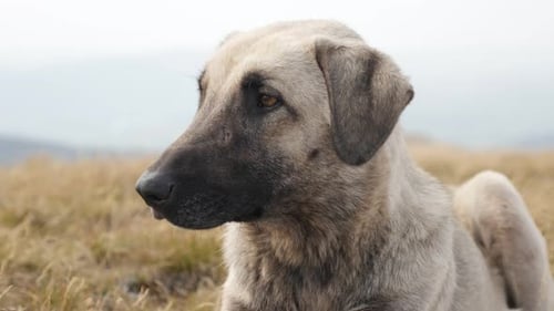 Close-up portrait of domestic shepherd dog 4K 2160p 30fps UltraHD footage - Canis lupus familiari
