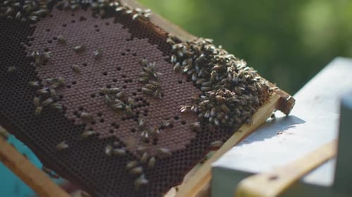 beekeeper at work in beehive field - bees flying around - honeycomb at apiary - apiculture and honey