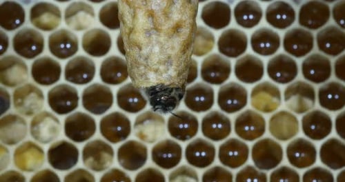 |European Honey Bee, apis mellifera, Emergence of a Queen, Bee Hive in Normandy, Real Time 4K