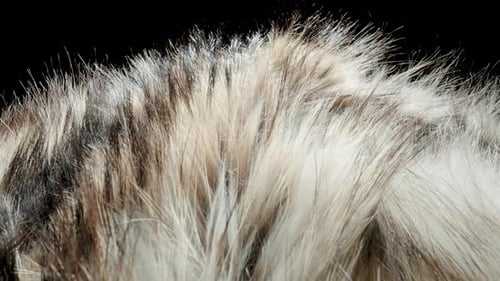 Close-Up of Black and White Shaggy Fur