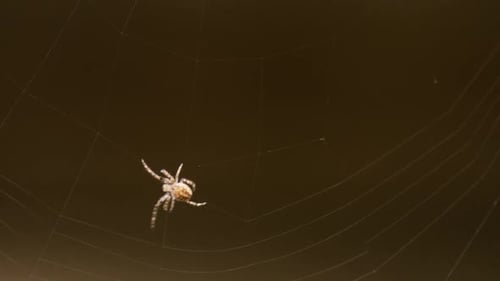 Spider Weaves a Web