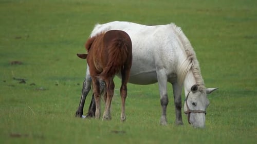 Horses with Foal Grazing in Steppe