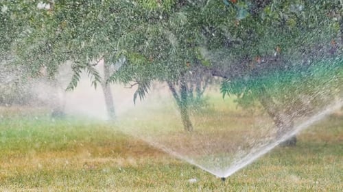 Field Is Watered with Garden Sprinklers. Rainbow Appeared in Spray From Irrigators. Irrigation