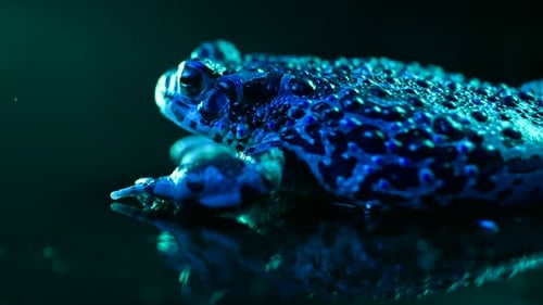 Frog Posing Under Vivid Neon Lighting