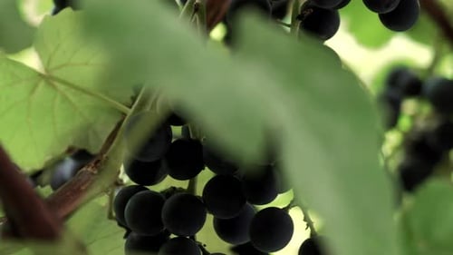 Bündel roter Trauben hängen an der Rebe