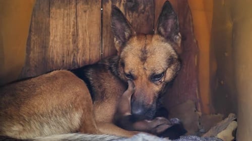 Dog Licks and Cleans Newborn Puppies in Doghouse