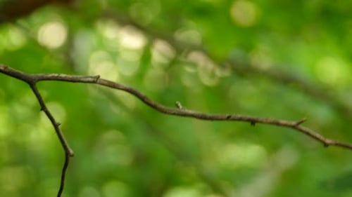 Ein Vogel, von seinem Rücken aus gesehen, mit Rattenfedern und Flügeln, die auf einem nackten Zweig im Schatten des