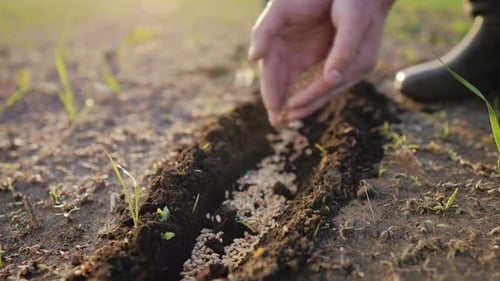 Hands Sowing Seeds on a Lush Farm