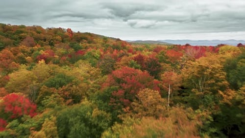 Aerial View of Colorful Autumn Forest