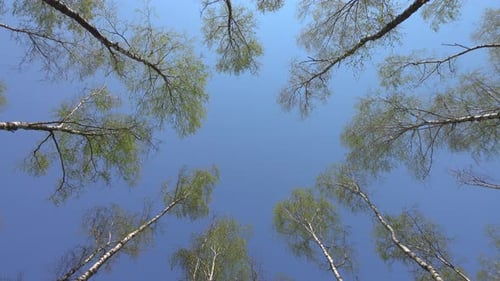 Looking Up Through Forest Trees Towards Blue Sky