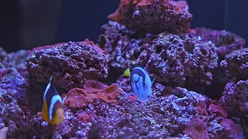 Poissons d'aquarium (4K)