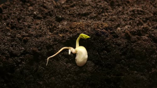 Plant Growing Timelapse