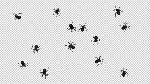13 Spiders - Black Widow