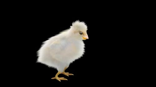 Cute Baby Chick Dancing Loop Animation
