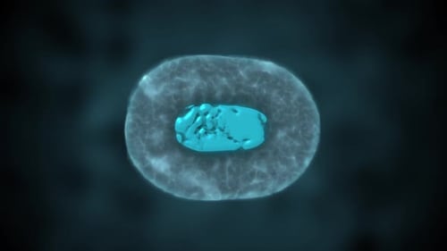 Animated Cell Division in Microscopic Scientific Visualisation