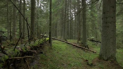 Inside a Green Forest