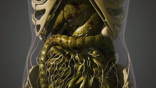Detailed 3D Animation of Human Internal Organs and Digestive System