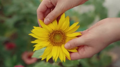 Hands Gently Plucking Petals from a Yellow Sunflower
