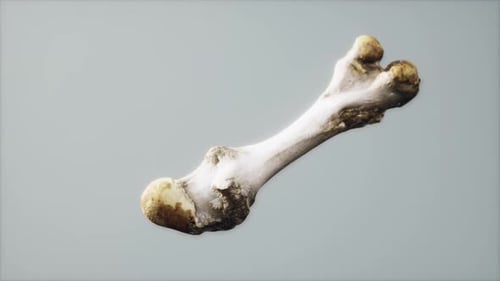 L'os de la patte d'un gros animal