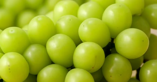 Frische reife Traube