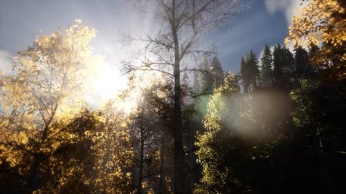 Golden Sun Rays Shining Through Forest Trees